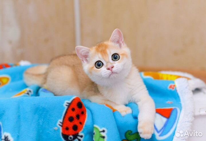 Зеленоглазый лис