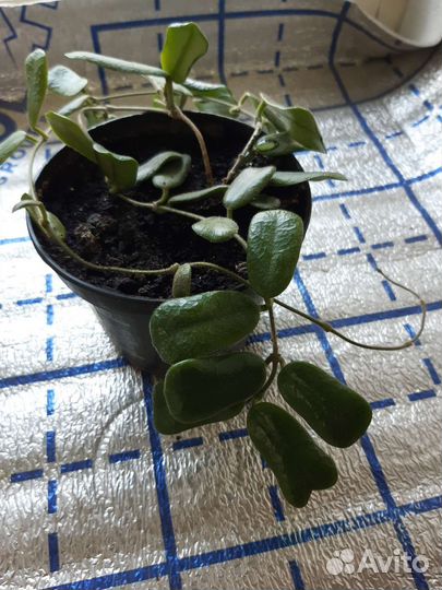 Хойя Бурма, укорененные черенки