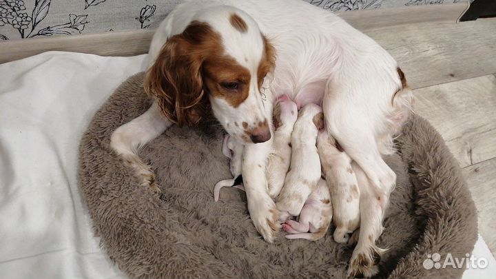 Щенки спаниеля