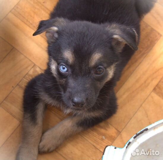 Щенки в добрые руки