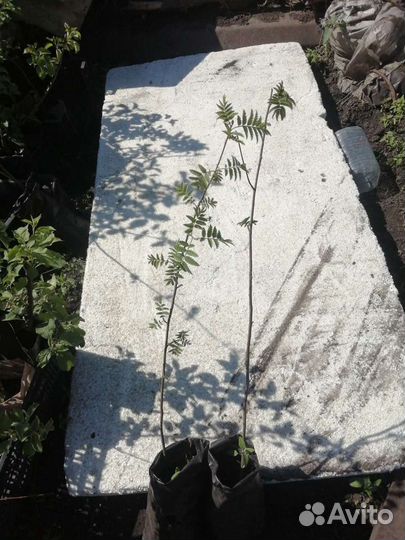 Саженцы Рябины