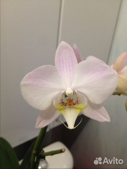 Бльшая орхидея фаленопсис набивает пушистый цветон