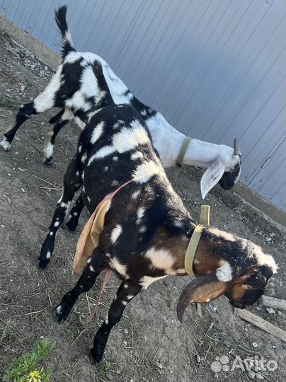 Чистопородные англо нубийские козлик и козочка