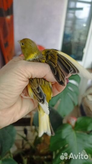 Птичка кенар