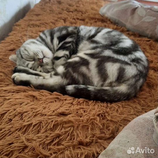 Британский котик вязка