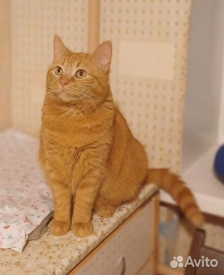 Рыжая кошечка Злата