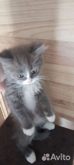 Серый котенок мужского пола в добрые руки