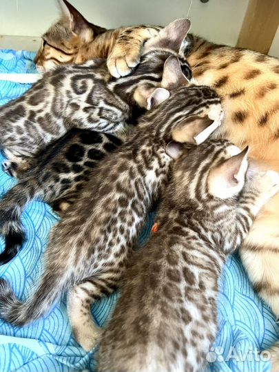 Бенгальские котята бенгальский котенок