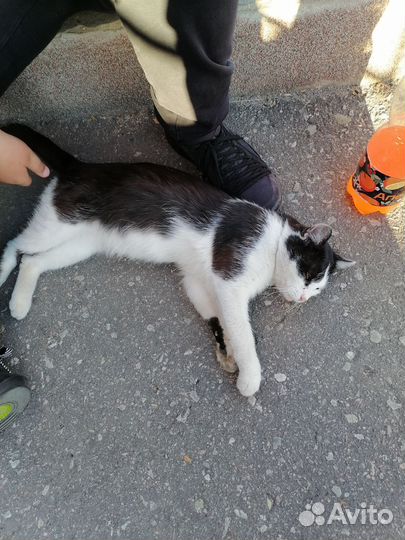 Кот в добрые руки