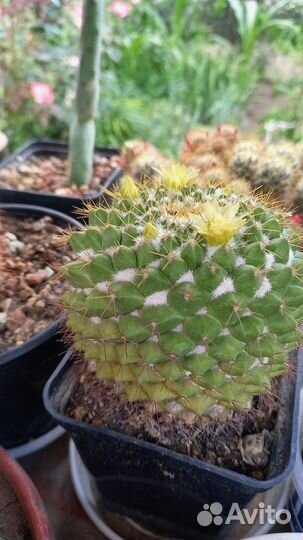 Кактус mammilaria marksiana