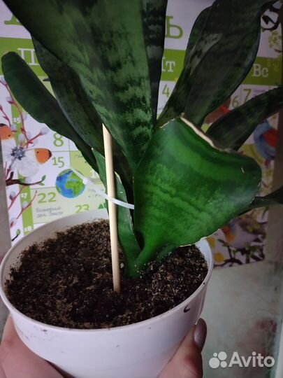 Сансевиерия тёщин язык