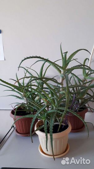 Алоэ лечебный