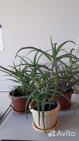 Алоэ лечебный