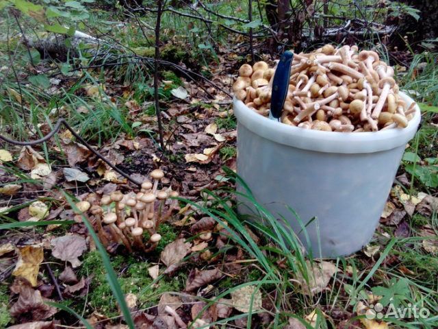 Грибы опята