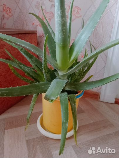Комнатные цветы алоэ