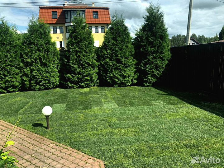 Рулонный газон 