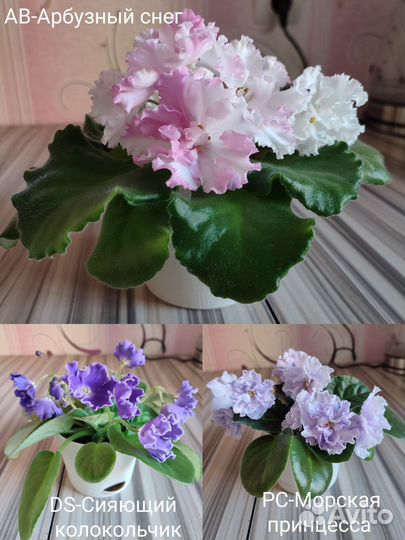 Фиалка (детки)
