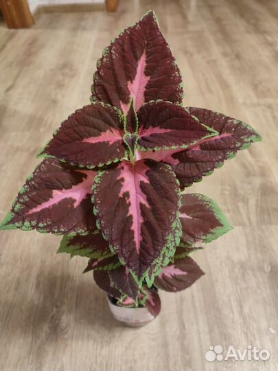 Продается Колеос, фиалка, дримиопсис