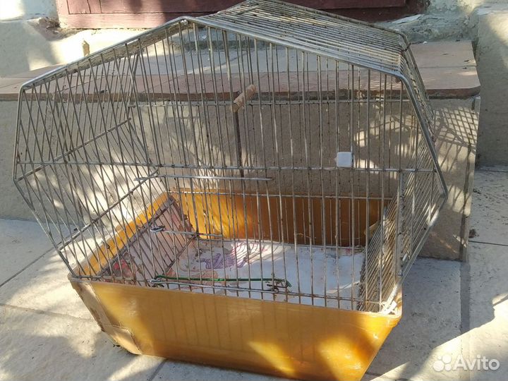 Продам 2 певчих птиц