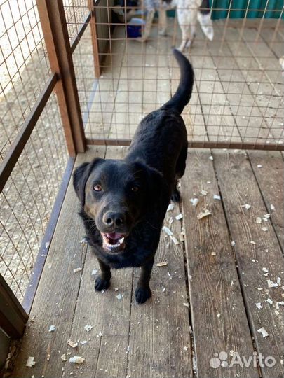 Собаки бесплатно в добрые руки