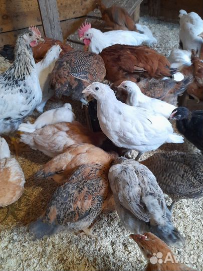 Индюшата биг 6, цыплята несушки