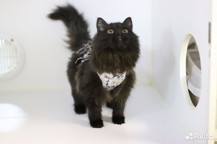 Кошки бесплатно