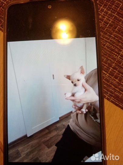 Чихуахуа, тойтерьеры, карликовые пинчеры Доставка