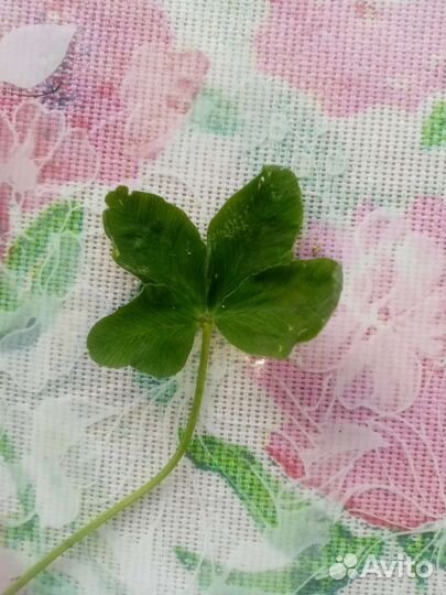Клевер четырехлистный