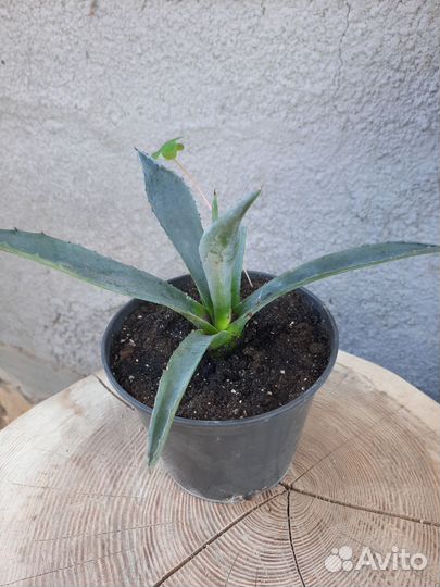 Агава голубая