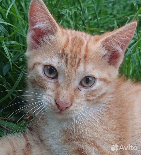 Котёнок