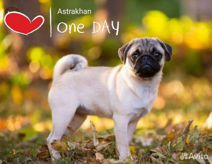 Передержка собак