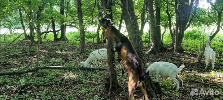 Нубийский козел и козы