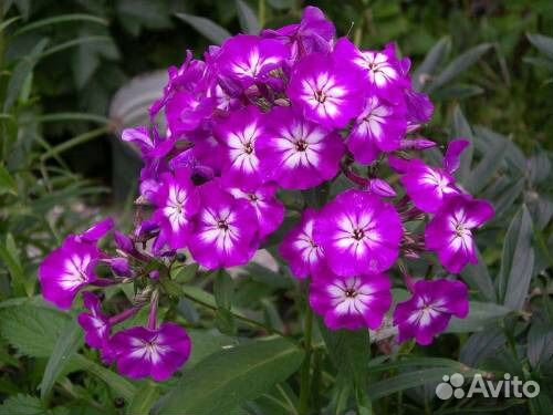 Флоксы различных оттенков и другие многолетники дл