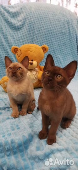 Евро Бурманская