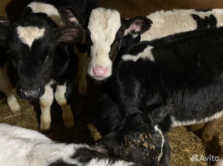 Телята, Бычки и телки