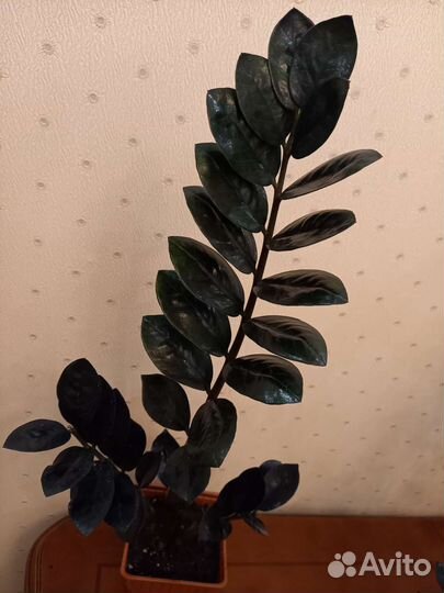 Замиокулькас черный равен