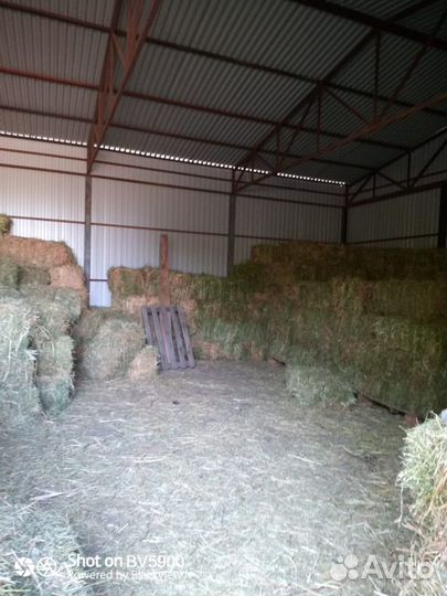 Сено люцерны в тюках