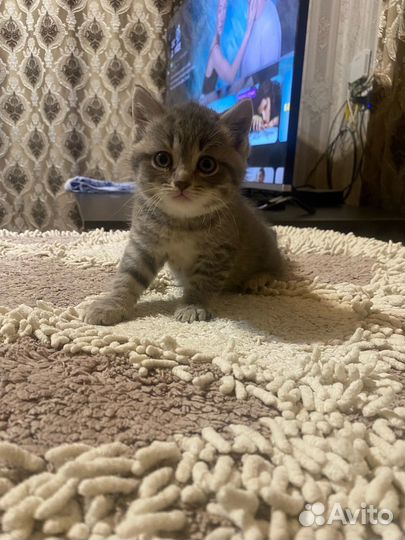 Кошки в добрые руки