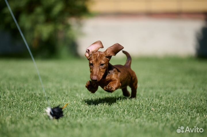 Карликовая такса