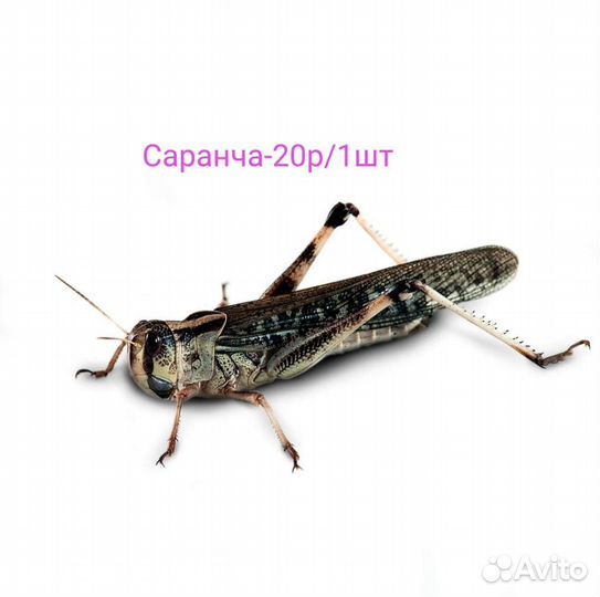 Кормовые насекомые(заморозка)