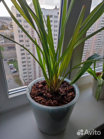 Орхидея цимбидиум