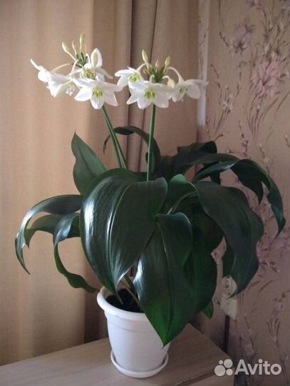 Эухарис амазонская лилия