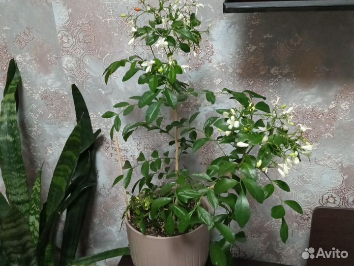 Домашние цветы