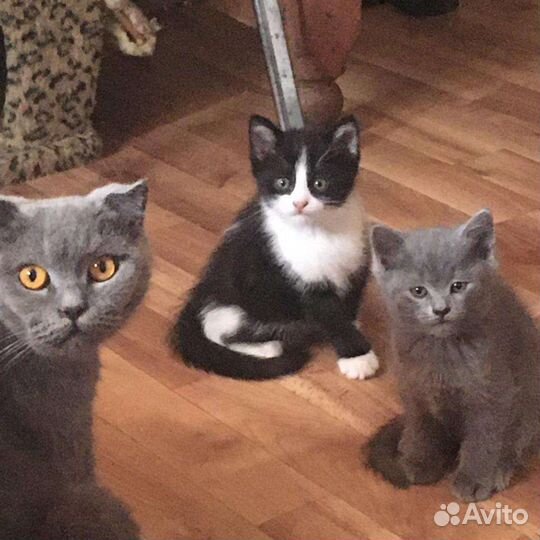 Котята от шотландской кошки, в добрые руки