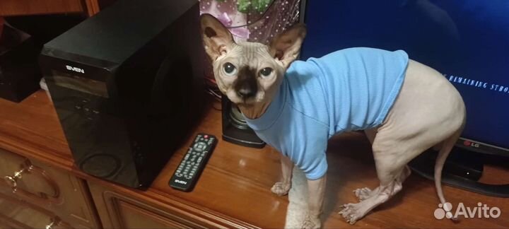 Канадский сфинкс вязка