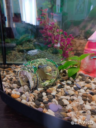 Аквариум с рыбками
