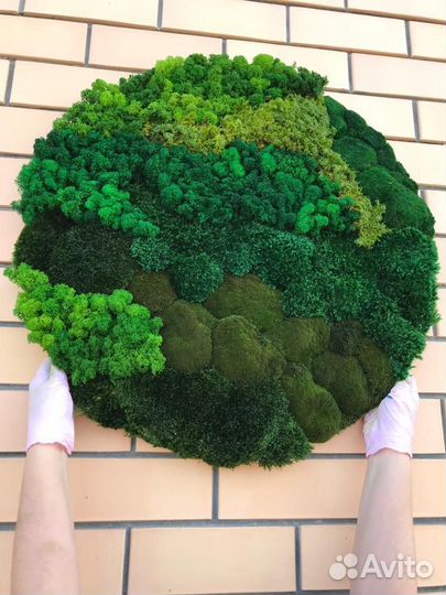 Мох стабилизированный оптом и в розницу