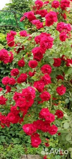 Роза плетистая Фламентанц