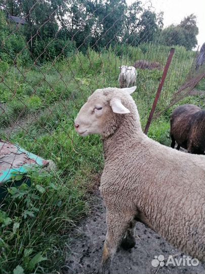 Бараны тексель