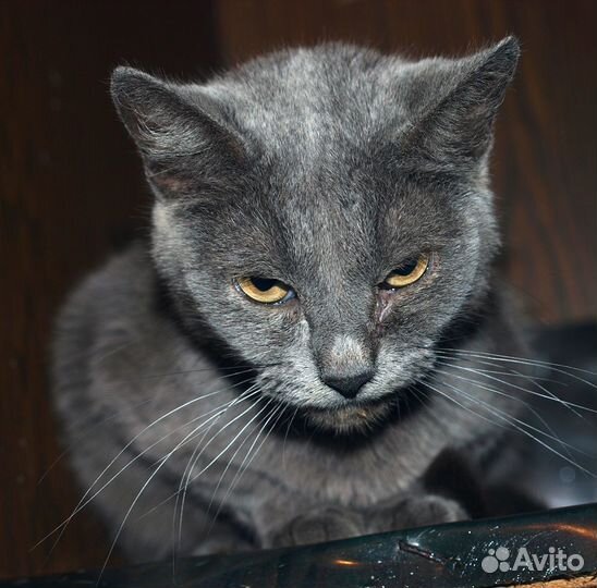 Голубой кот британский кот Банзай (метис), кастрат